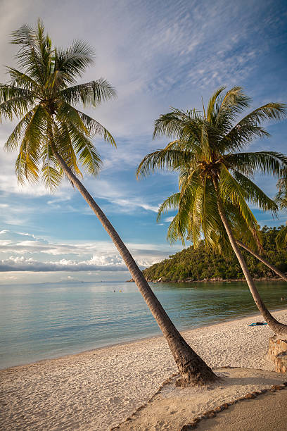 istock Coconut Palm Trees On Tropical Beach 518948441