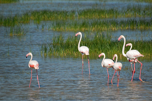 Migratory bird greater flamingo in wetland of Gujarat