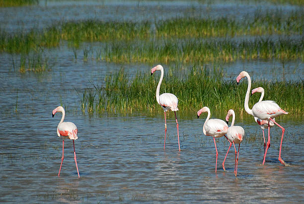 Flamingo Group of flaminingos in Donana national park, southern Spain. The Parque Nacional de Doñana is one of Europe's most important wetland reserves and a major site for migrating birds. It is an immense area; the parque itself and surrounding parque natural or Entorno de Doñana (a protected buffer zone) amount to over 1,300 sq km in the provinces of Huelva, Sevilla and Cádiz. It is internationally for recognised for its great ecological wealth. Doñana has become a key centre in the world of conservationism. cádiz photos stock pictures, royalty-free photos & images