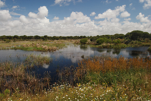 The Parque Nacional de Doñana is one of Europe's most important wetland reserves and a major site for migrating birds. It is an immense area; the parque itself and surrounding parque natural or Entorno de Doñana (a protected buffer zone) amount to over 1,300 sq km in the provinces of Huelva, Sevilla and Cádiz. It is internationally for recognised for its great ecological wealth. Doñana has become a key centre in the world of conservationism.