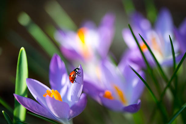 女性 昆虫であるクロッカス、マクロ画像、被写界深度 - spring crocus temperate flower european alps ストックフォトと画像