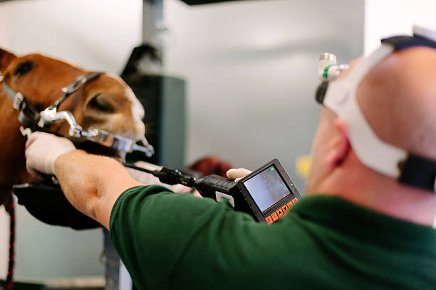 istock Equine dental examination 518950759