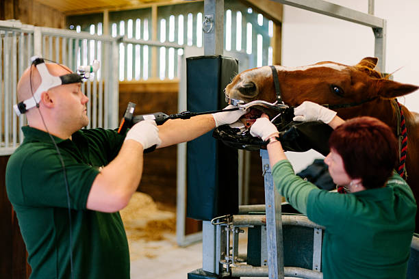 istock Equine dental examination 518950773