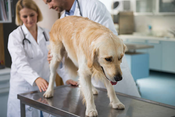 istock Golden Retriever at Vet 518950797