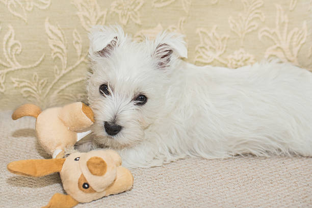 istock Westie, West Highland White Puppy 518951532