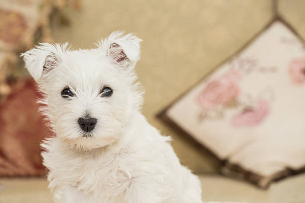 istock Westie, West Highland White Puppy 518952022
