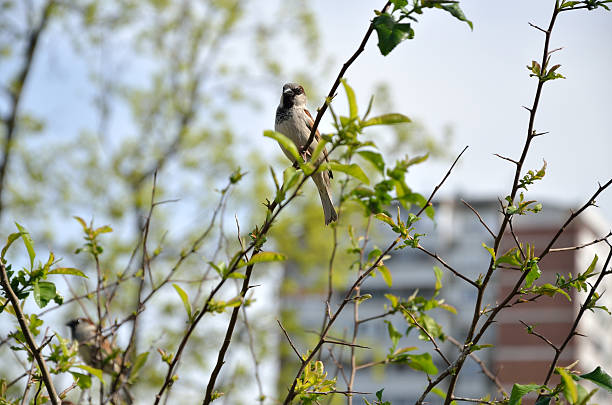 istock Sparrow on Branch - Symbol of Belgrade 518953550