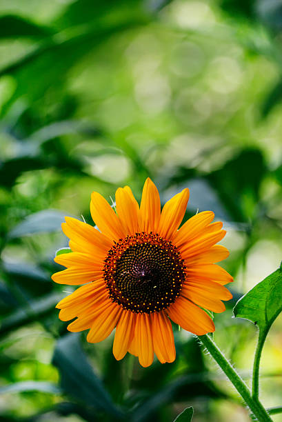 istock Summer green background with blooming sunflowers 518953864
