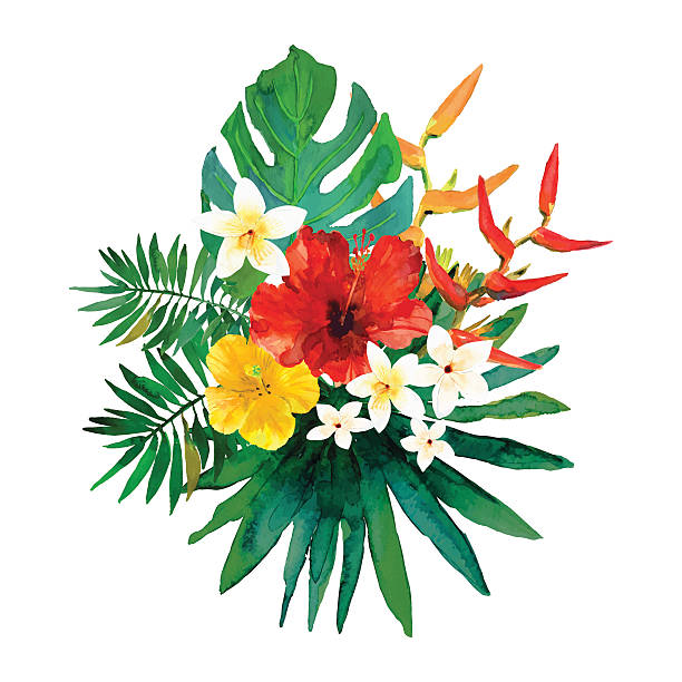 illustrazioni stock, clip art, cartoni animati e icone di tendenza di illustrazione floreale con foglie e fiori tropicali - hibiscus single flower flower red