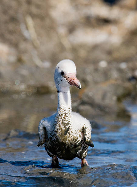 istock Little chick Caribbean flamingo 518955636