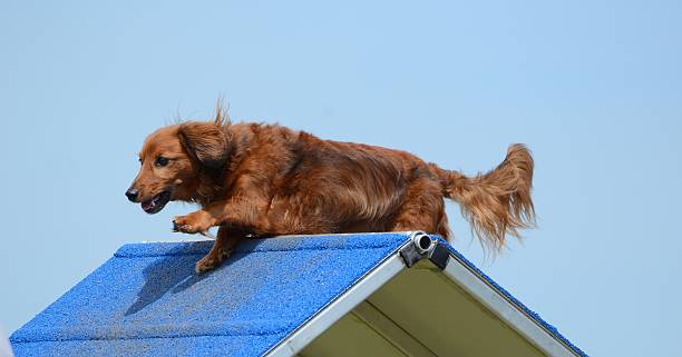 istock Dachshund at a Dog Agility Trial 518956054