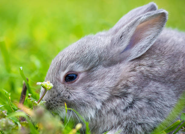 istock Little rabbit on green grass in summer day 518957170