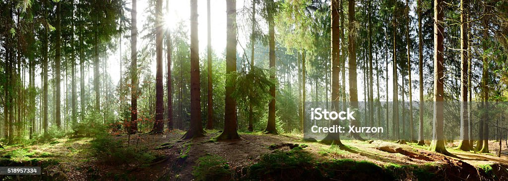 Sunrise in the forest Panorama of a sunrise in a forest Glade Stock Photo