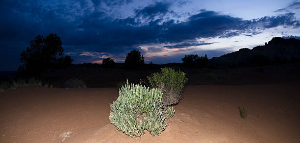 Launaea arborescens and sun in Costa de Antigua, sunrise image from Fuerteventura
