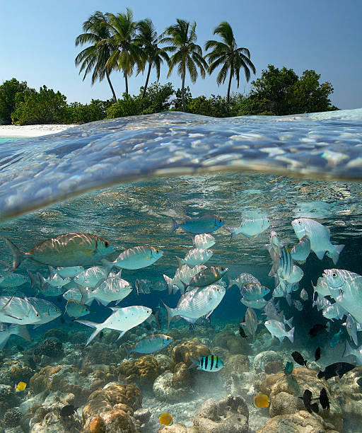 istock Tropical lagoon - The Maldives 518957576