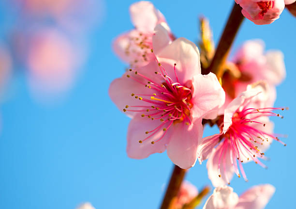 istock Branches with beautiful pink flowers (Peach) against the blue sky 518957710