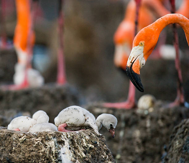 istock Caribbean flamingo on a nest with chicks 518959122