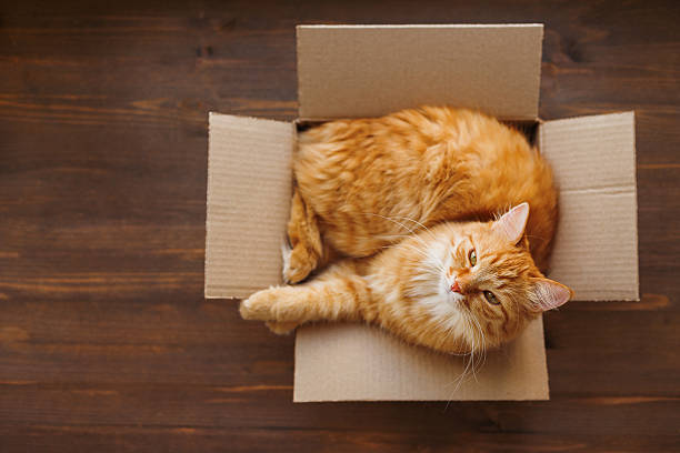 istock Ginger cat lies in box on wooden background. 518959488