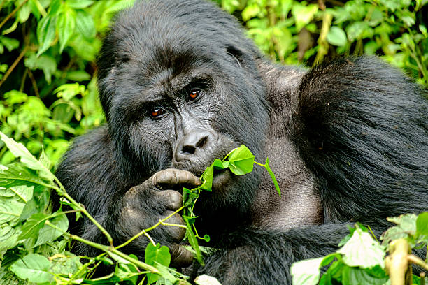 Mountain Gorilla Mountain Silverback Gorilla  in Bwindi Impenetrable Forest uganda stock pictures, royalty-free photos & images
