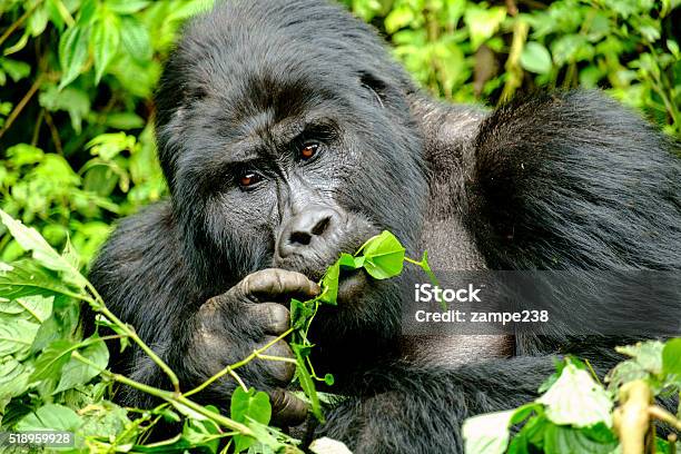 Mountain Gorilla Stock Photo - Download Image Now - Gorilla, Uganda, Mountain Gorilla