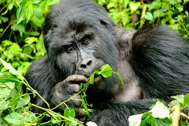 Mountain Silverback Gorilla  in Bwindi Impenetrable Forest