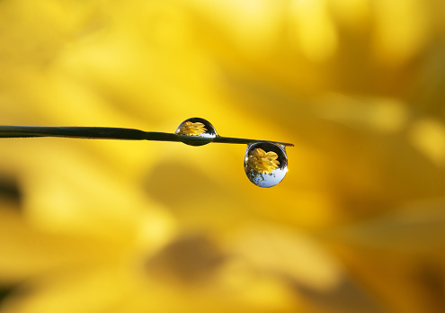 Fresh grass with dew drops and Sun beams on large flower background