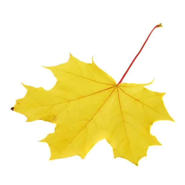 Autumn yellow maple-leaf isolated over white background