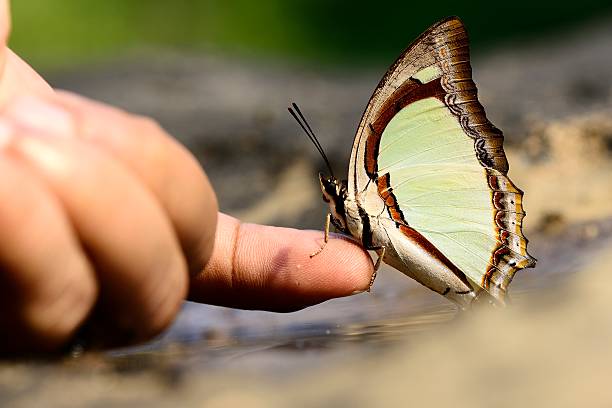 istock Butterfly of Thailand on figer 518961398