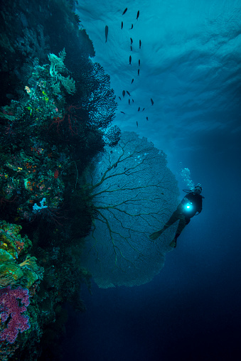 Female diver behind a big sea fan by the dive spot called Big Drop-Off (Ngemelis Wall). The drop-off starts in extremely shallow water and falls to depths greater than 900ft. Palau has incredible dives to offer including the drop off's where the dives come along walls covered with stunning corals.