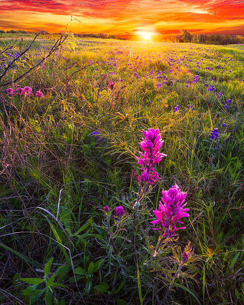 istock Texas Wildflowers at Dawn 518961838