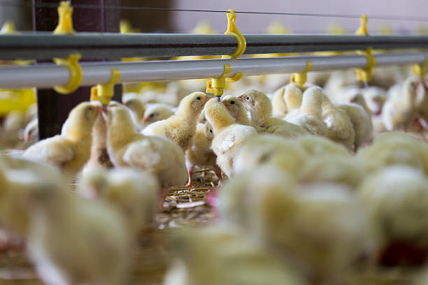 istock Baby chicken at the farm drinking water 518962508