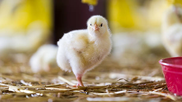 istock Baby chicken at the farm 518962704
