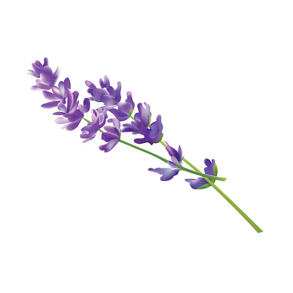 Lavender Flower Elements. Vector Illustration. Isolated On White Background