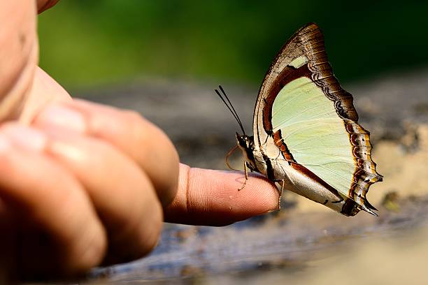 istock Butterfly of Thailand on figer 518963228