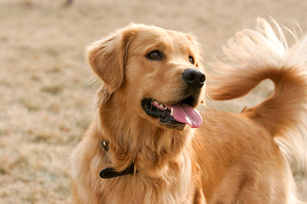 Golden Retriever dog Purebred Golden Retriever dog portrait  in outdoors golden retriever stock pictures, royalty-free photos & images