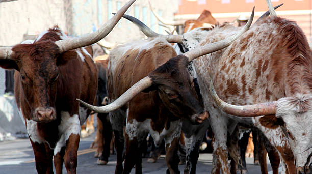 istock Texas Longhorn Steers Bulls Cows 518977581