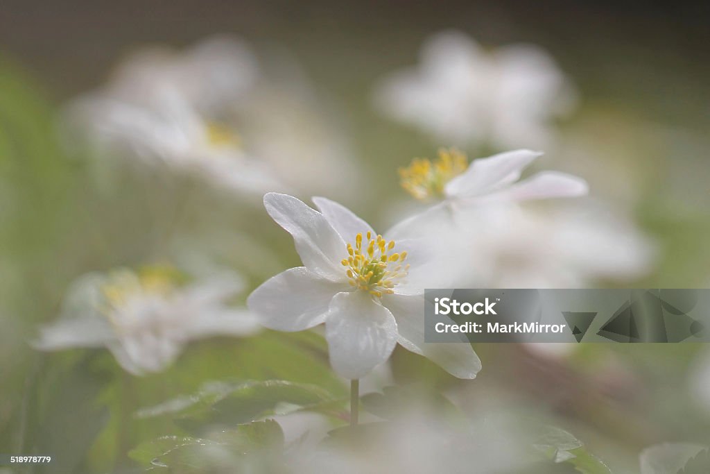 Wood anemone Anemone Flower Stock Photo