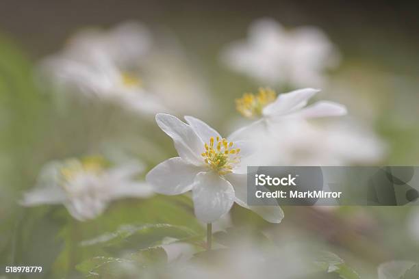 Wood Anemone Stock Photo - Download Image Now - Anemone Flower, Beauty, Beauty In Nature