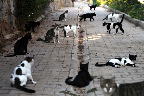 Large group of cats