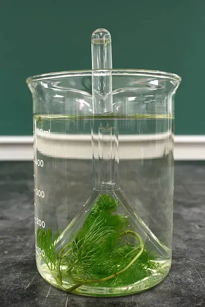 Laboratory experiment: observation of the phenomenon of respiration of aquatic plant cabomba (Converts carbon dioxide into oxygen)