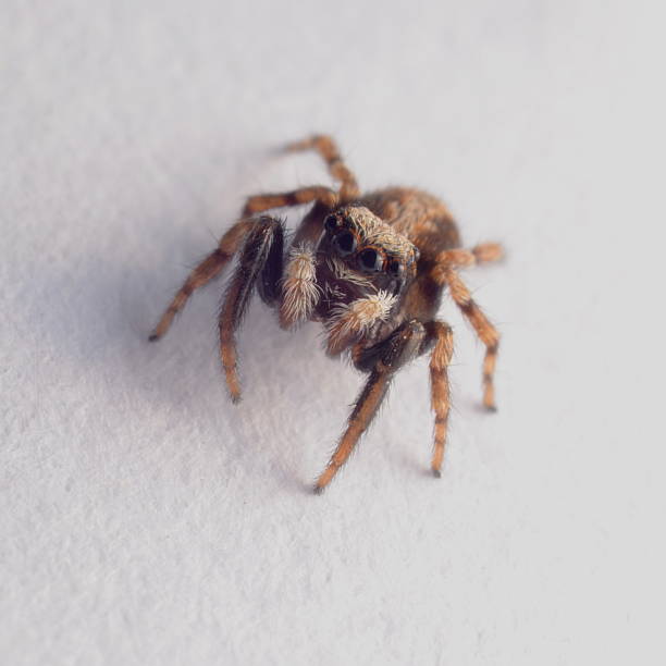 Cute House Jumping Spider Pseudeuophrys lanigera stock photo