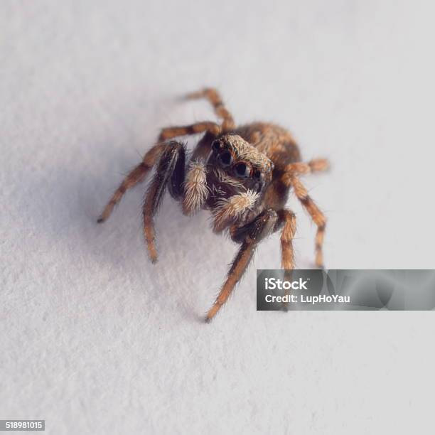 Cute House Jumping Spider Pseudeuophrys Lanigera Stock Photo - Download Image Now - Animal Hair, Animal Wildlife, Animals Hunting