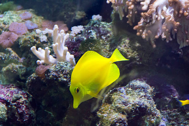 istock Zebrasoma yellow tang fish 518981169