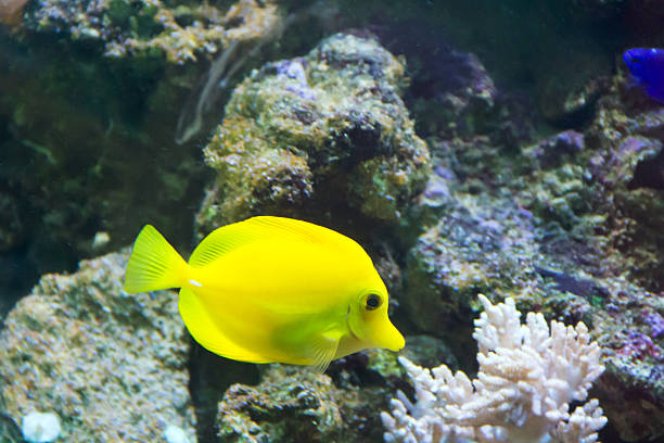 istock Zebrasoma yellow tang fish 518981171