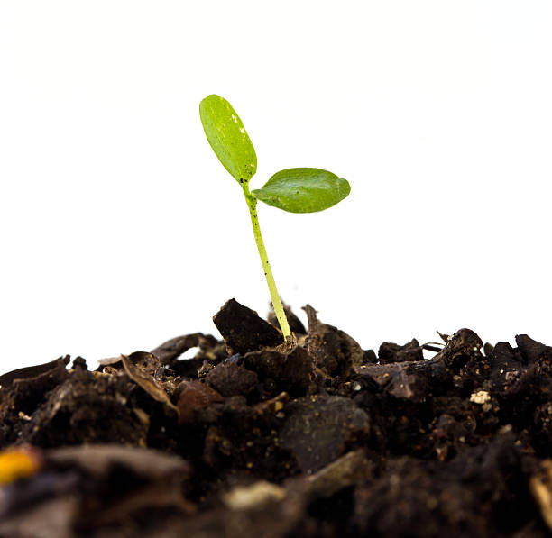 istock Green sprout growing from seed on soil 518981199