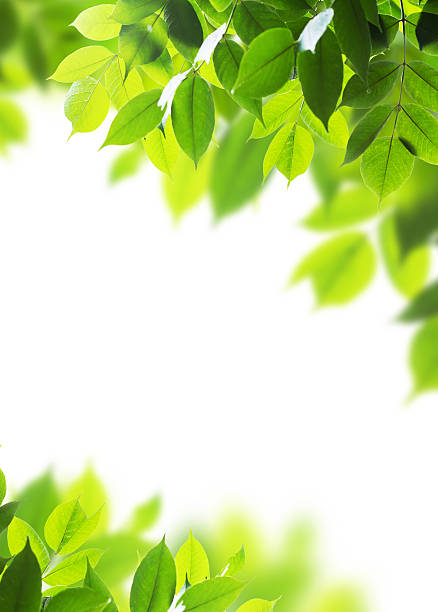 istock Leaves in rainy day 518982575