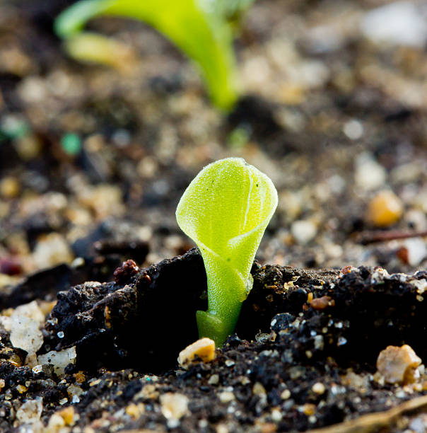 istock Green sprout growing from seed on soil. 518982651