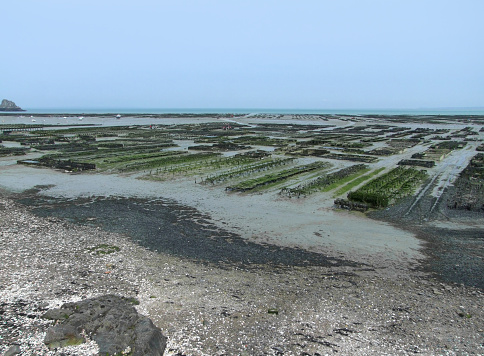 lots of oyster beds at a town in Brittany named Cancale