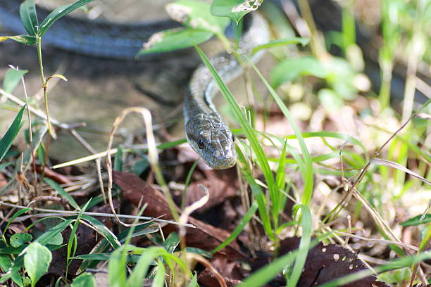 istock Snake in the medow 518983133