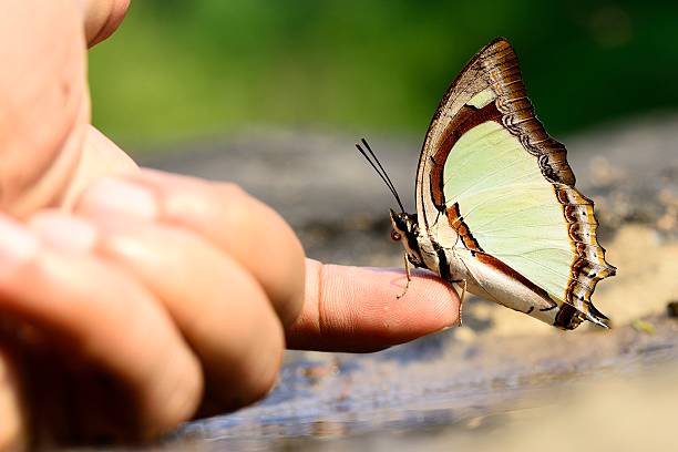 istock Butterfly of Thailand figer 518999762